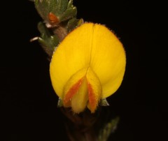 Aspalathus oblongifolia