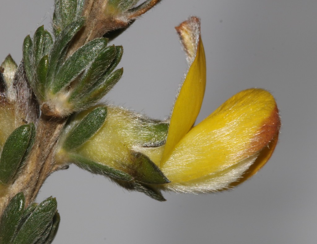 Aspalathus oblongifolia