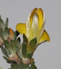 Aspalathus oblongifolia