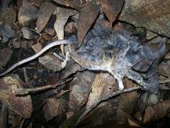 Peromyscus truei