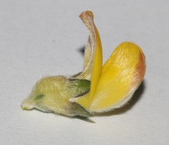 Aspalathus oblongifolia