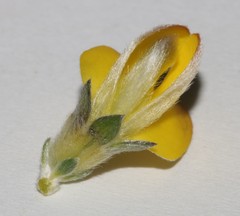 Aspalathus oblongifolia