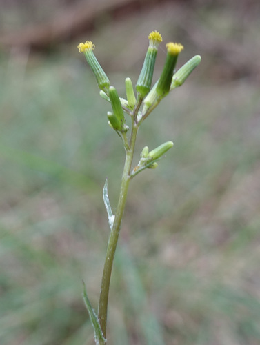 Beaked Fireweed (Senecio prenanthoides)