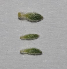 Aspalathus oblongifolia