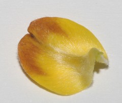 Aspalathus oblongifolia