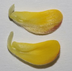 Aspalathus oblongifolia