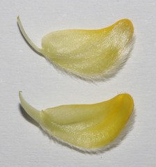 Aspalathus oblongifolia