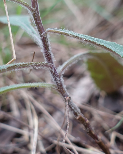 Image of Senecio prenanthoides by (c) yatesy, some rights reserved (CC BY)