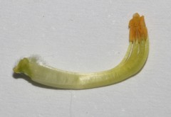 Aspalathus oblongifolia