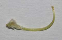 Aspalathus oblongifolia