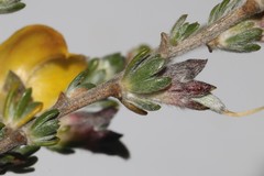 Aspalathus oblongifolia