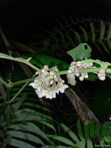 Begonia aptera, photograph 1