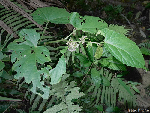 Begonia aptera