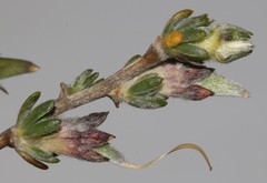 Aspalathus oblongifolia