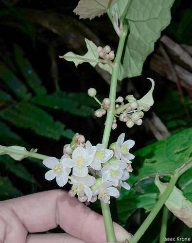 Begonia aptera, photograph 2