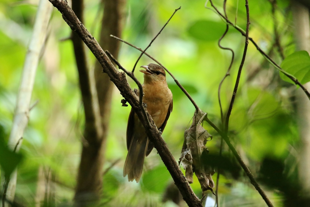 Yap Cicadabird photo