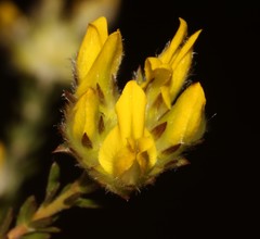 Aspalathus tridentata tridentata