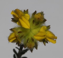 Aspalathus tridentata tridentata