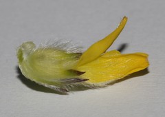 Aspalathus tridentata tridentata