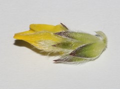 Aspalathus tridentata tridentata