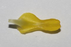 Aspalathus tridentata tridentata