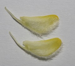 Aspalathus tridentata tridentata