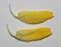 Aspalathus tridentata tridentata