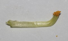 Aspalathus tridentata tridentata