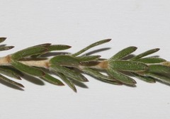 Aspalathus tridentata tridentata