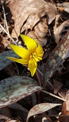 Erythronium rostratum
