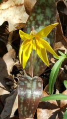 Erythronium rostratum