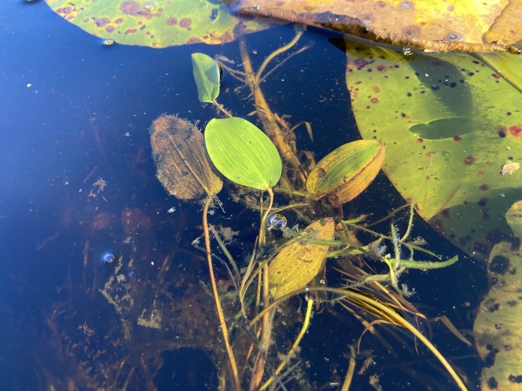floatingleaved pondweed from Blue Hill, ME, USA on September 17, 2023