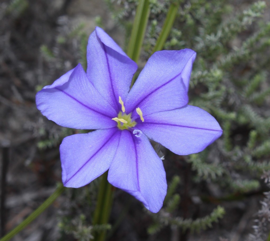 Aristea oligocephala