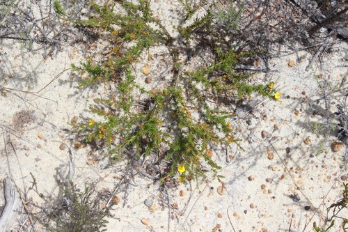 Image of Flat Arid Capegorse (Aspalathus arida) by (c) Brian du Preez, some rights reserved (CC BY-SA)