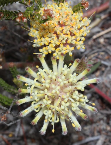 Leucospermum pedunculatum Klotzsch ex Krauss