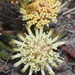 White-trailing Pincushion - Photo (c) Brian du Preez, some rights reserved (CC BY-SA), uploaded by Brian du Preez