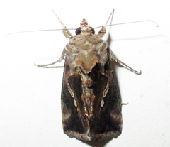 Chrysodeixis acuta