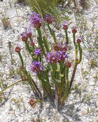 Rhigiophyllum squarrosum