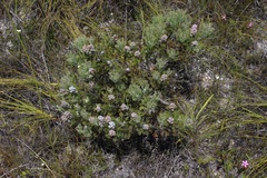 Paranomus abrotanifolius