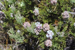 Paranomus abrotanifolius