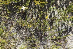 Aspalathus microphylla