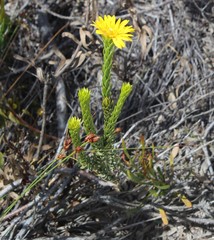 Lachnaea aurea