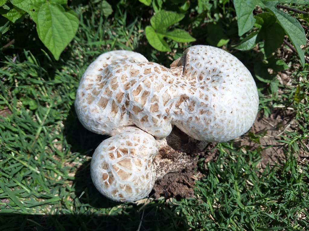 Calvatia cyathiformis · December 2023 · photo: © rocio_pose (iNaturalist, cc-by)