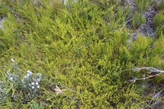 Aspalathus batodes spinulifolia