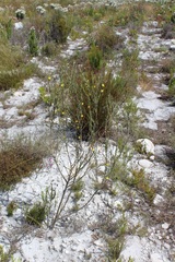 Aspalathus oblongifolia