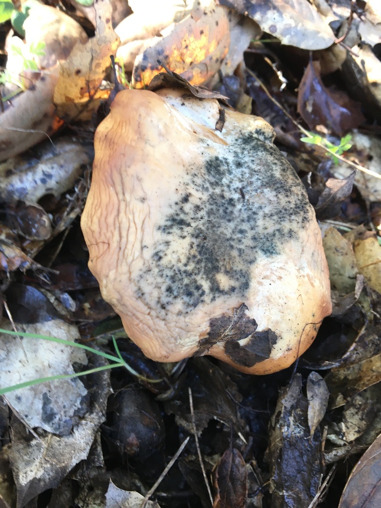 California Golden Chanterelle from Sonoma County, CA, USA on December 9