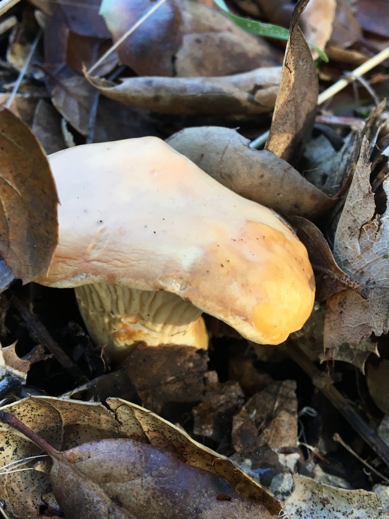 California Golden Chanterelle from Sonoma County, CA, USA on December 9