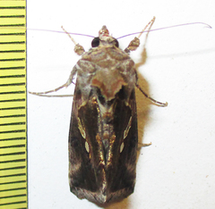 Chrysodeixis acuta