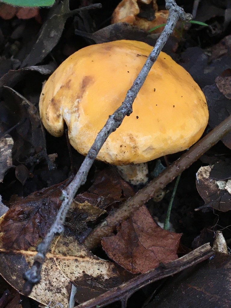 California Golden Chanterelle from Sonoma County, CA, USA on December 9