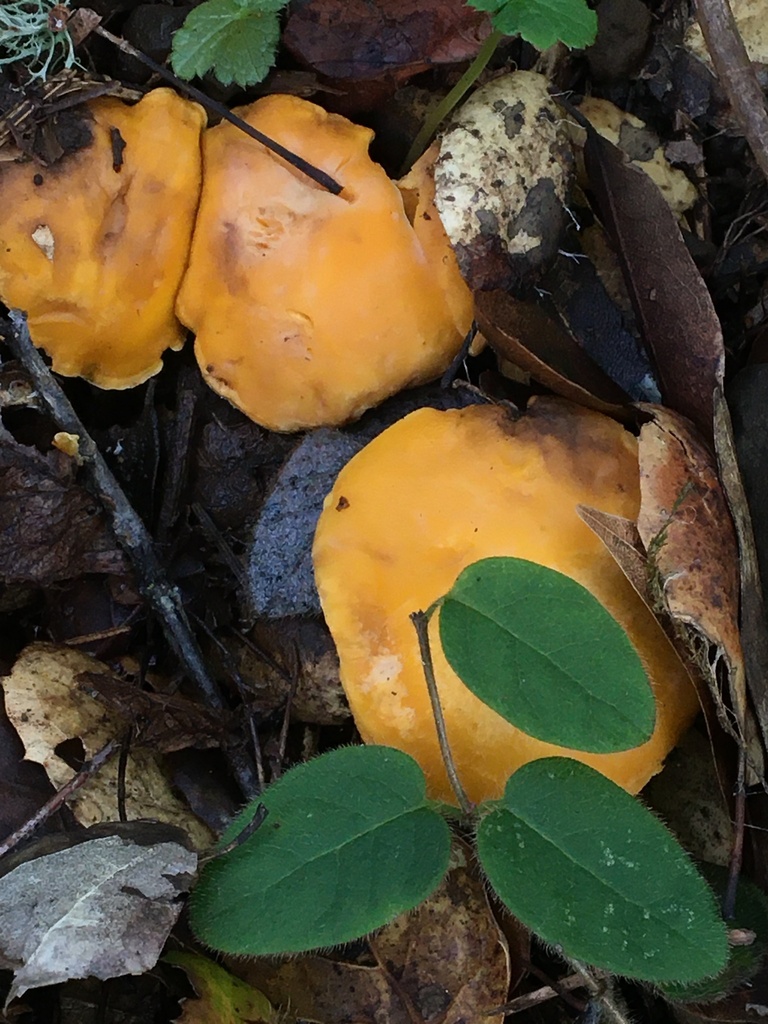 California Golden Chanterelle from Sonoma County, CA, USA on December 9